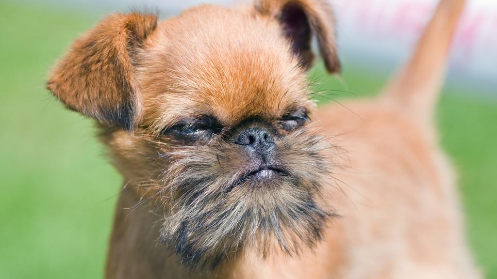 Brussels Griffon