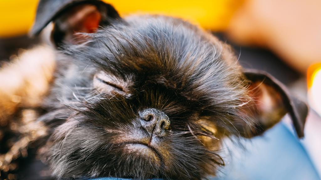 Brussels Griffon