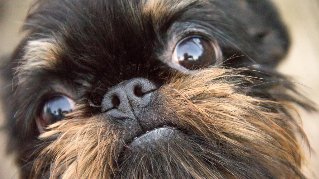 Brussels Griffon