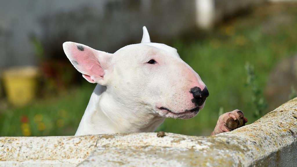 Adoption vs. Breeder Considerations icon