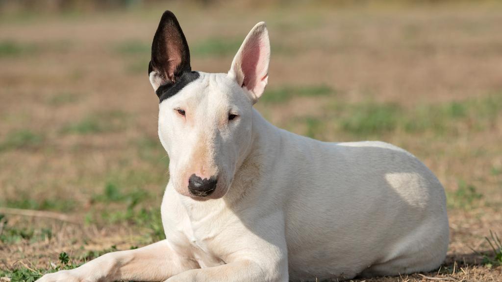Bull Terrier