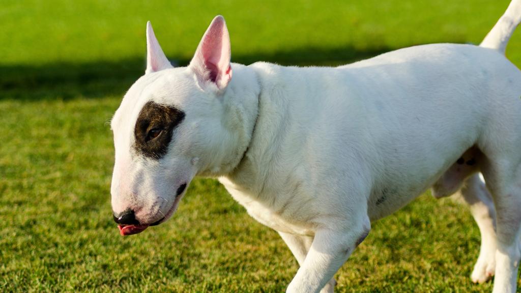 Grooming & Health icon