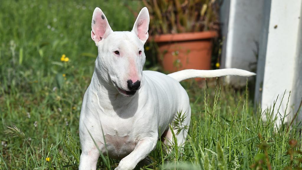 Temperament & Behavior icon