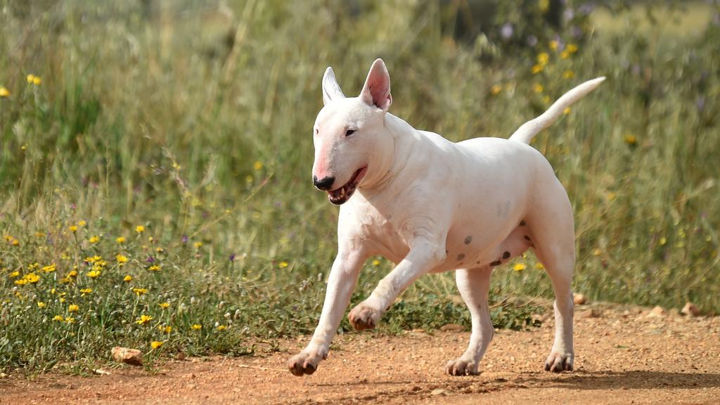 Bull Terrier