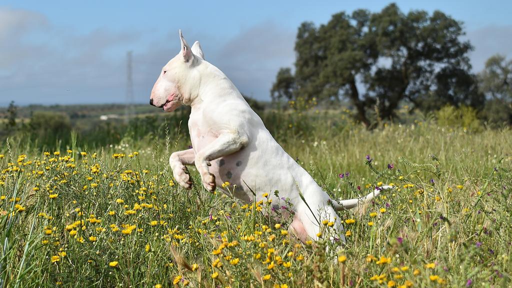 Suitability for First-Time vs. Experienced Owners icon