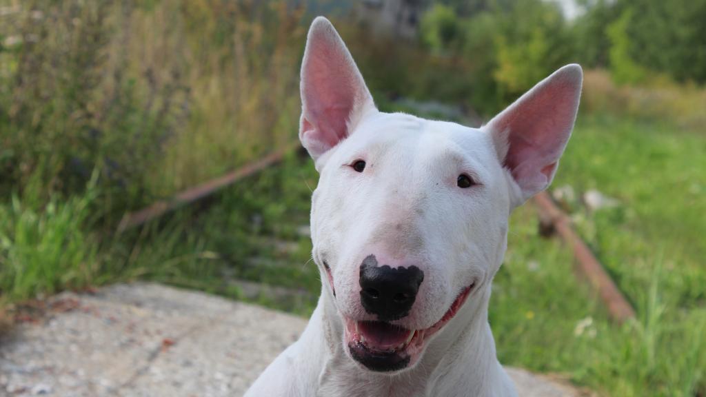 Bull Terrier