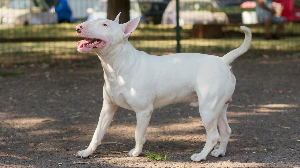 Bull Terrier