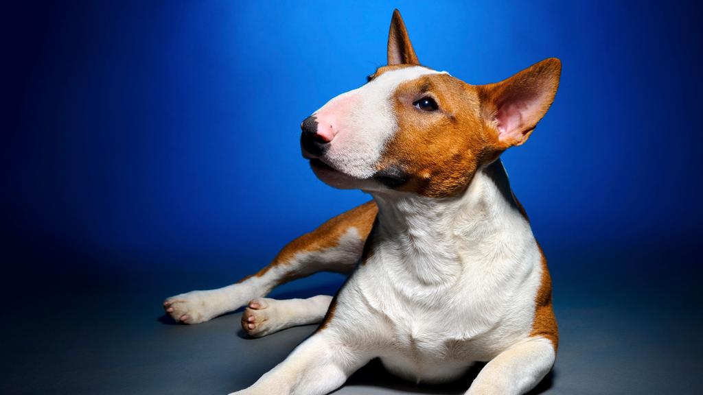 Bull Terrier