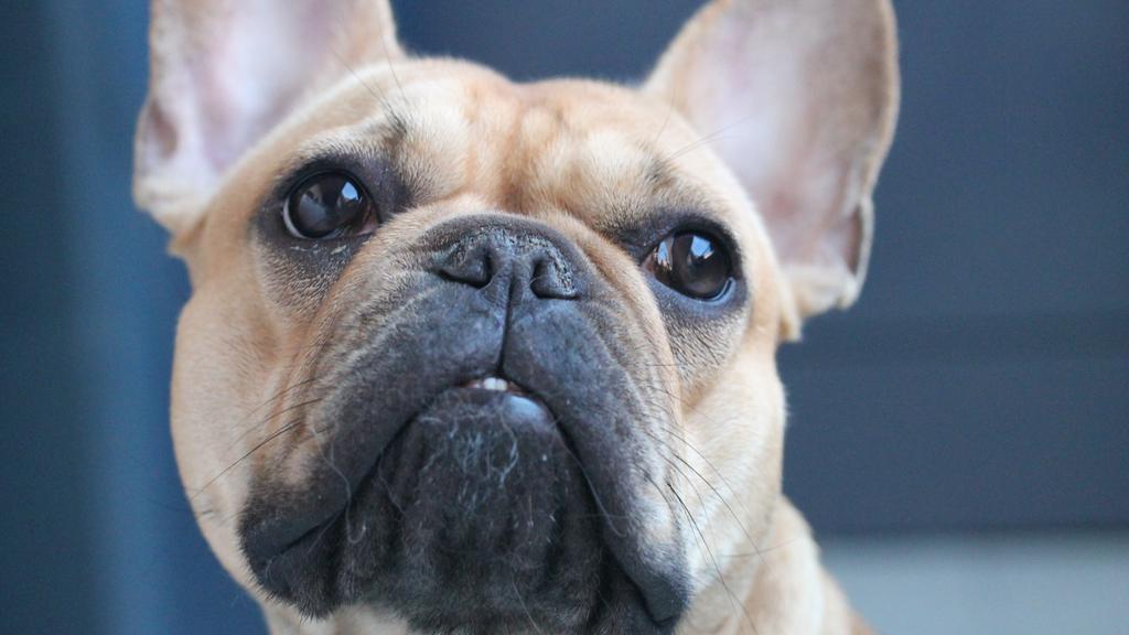 Bulldog
