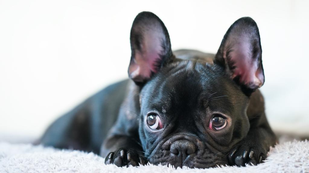 Bulldog
