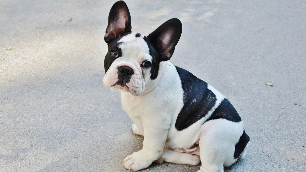 Bulldog