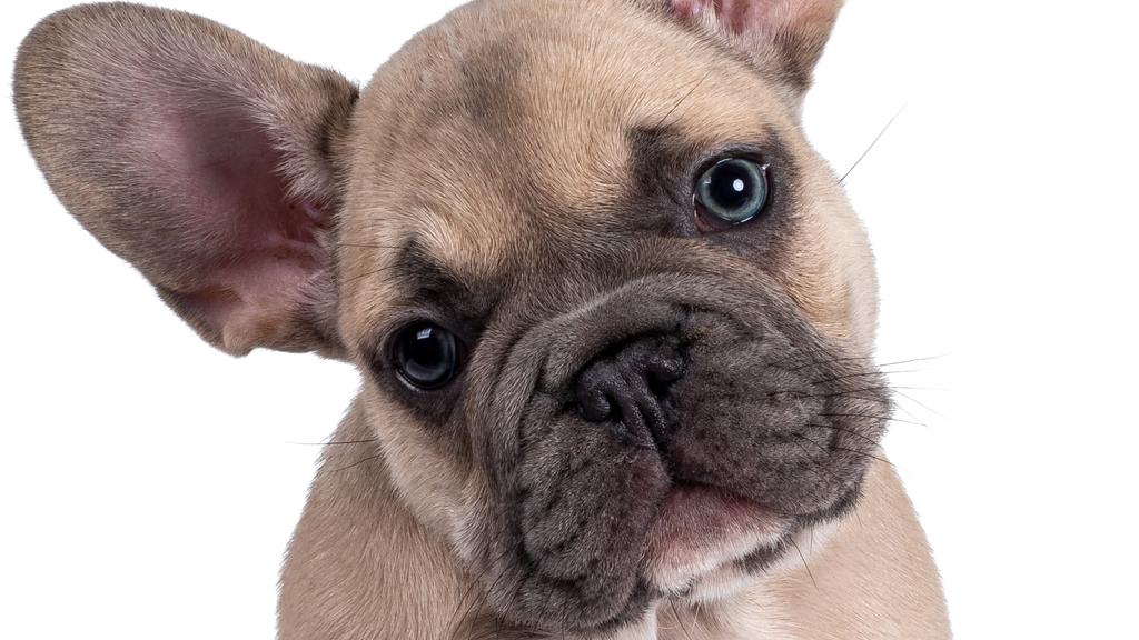 Adoption vs. Breeder Considerations icon