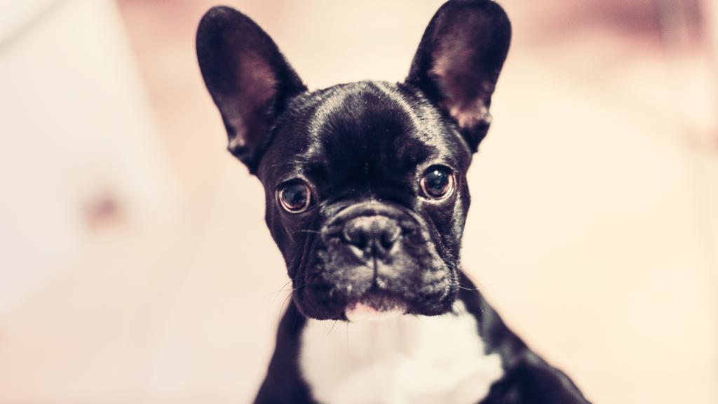 Temperament & Behavior icon