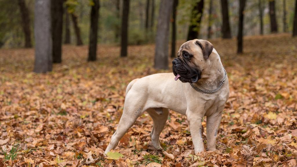 Bullmastiff