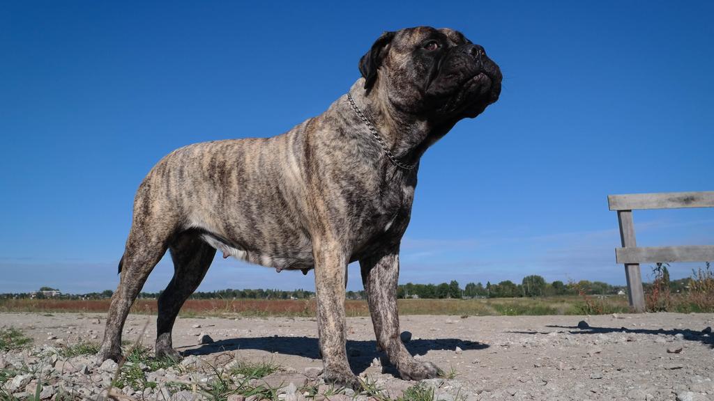 Bullmastiff