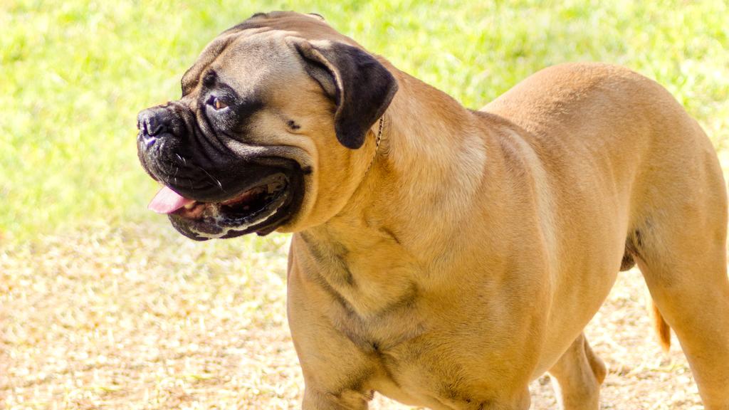 Bullmastiff