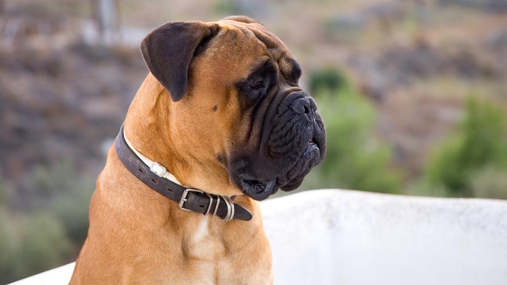 Suitability for First-Time vs. Experienced Owners icon