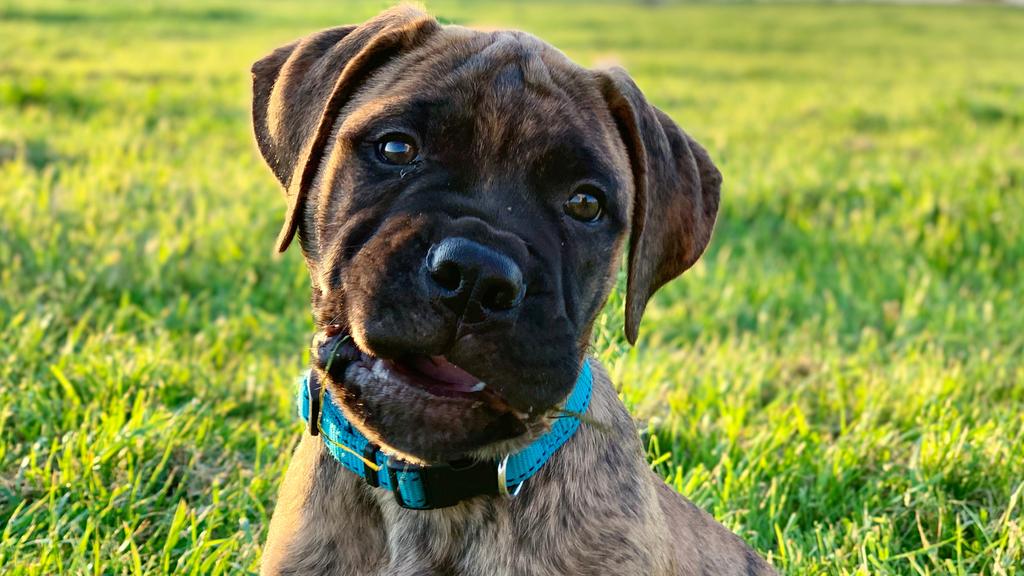 Exercise & Activity Needs icon