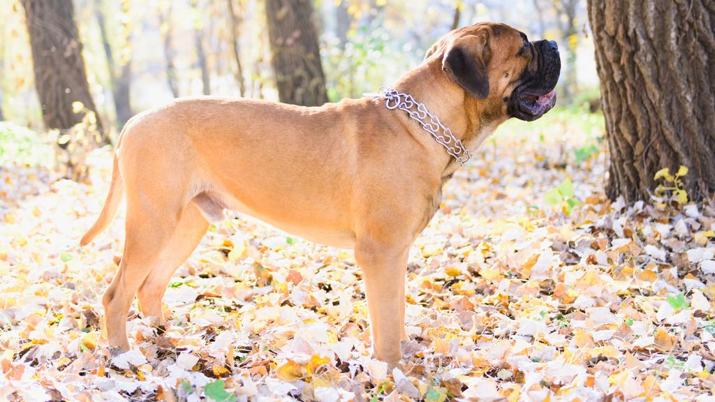 Bullmastiff