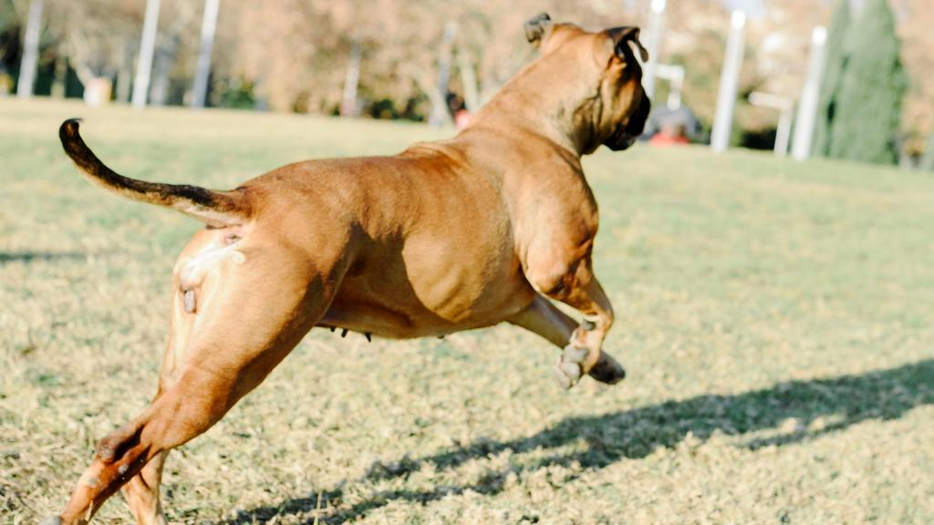 Bullmastiff