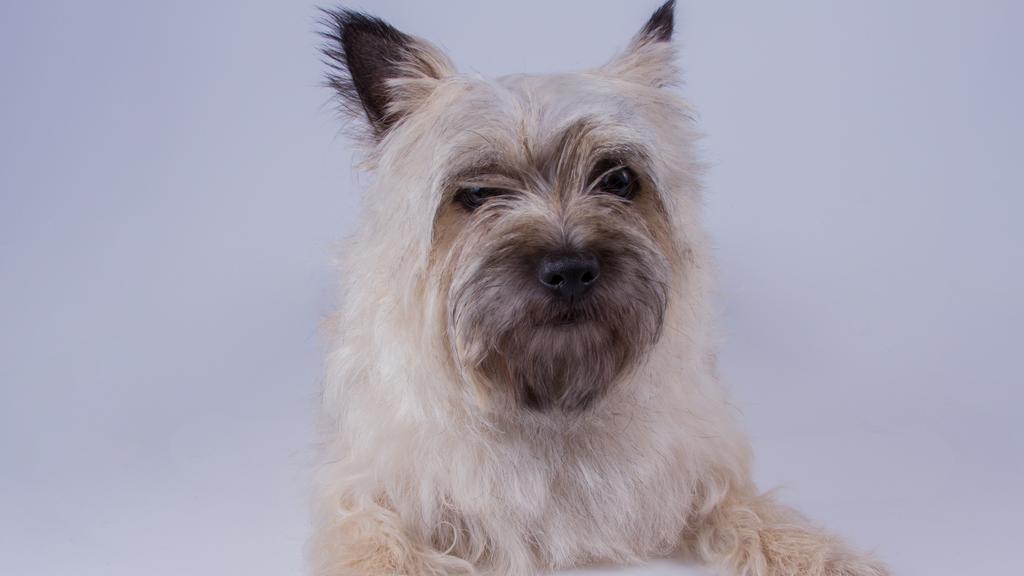 Cairn Terrier
