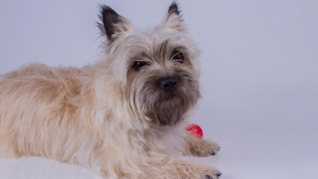 Cairn Terrier
