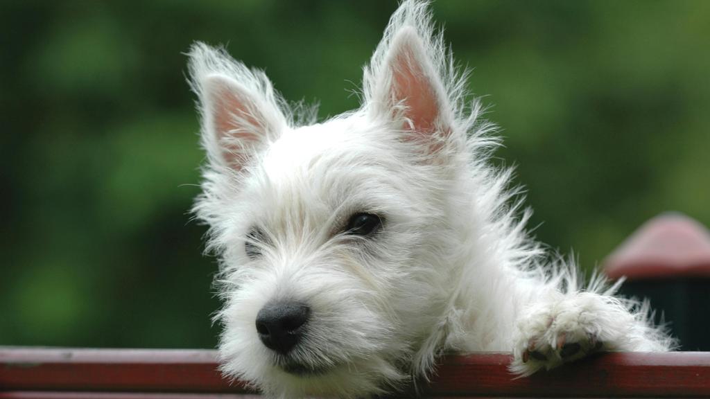 Adoption vs. Breeder Considerations icon