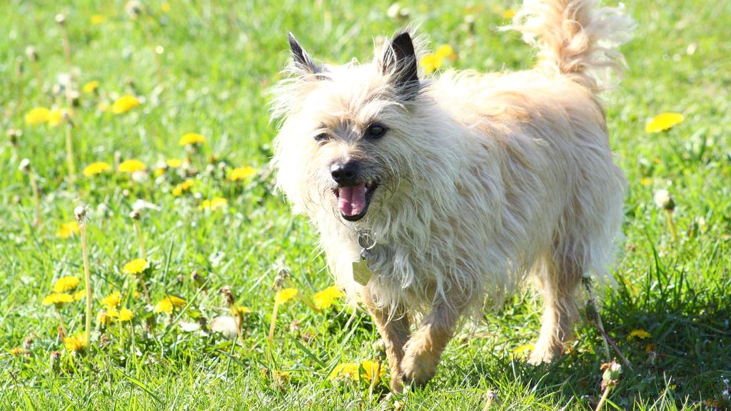 Basic Information icon