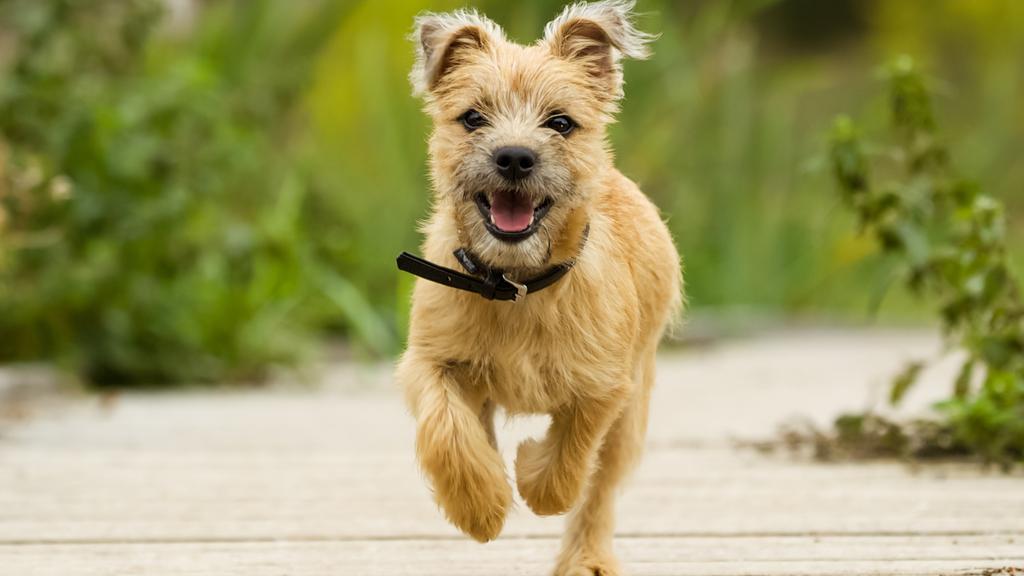 Cairn Terrier