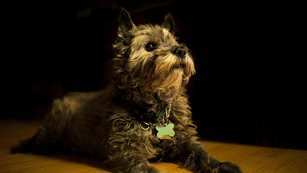 Living Environment Adaptability icon