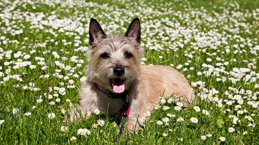 Cairn Terrier