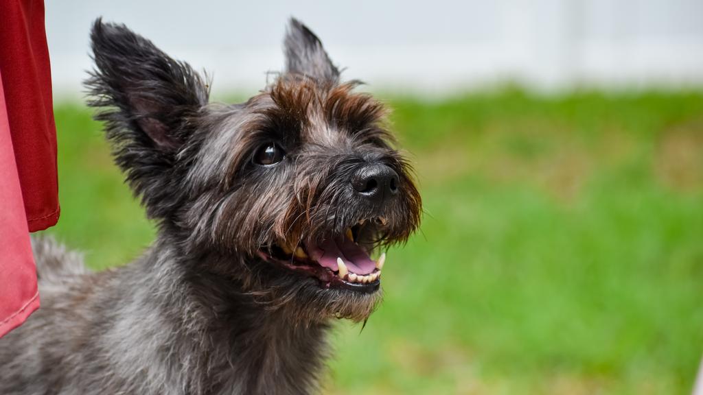 Cairn Terrier