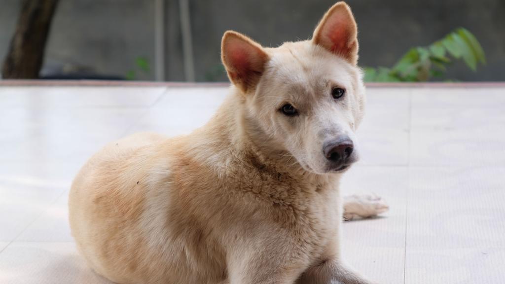 Exercise & Activity Needs icon