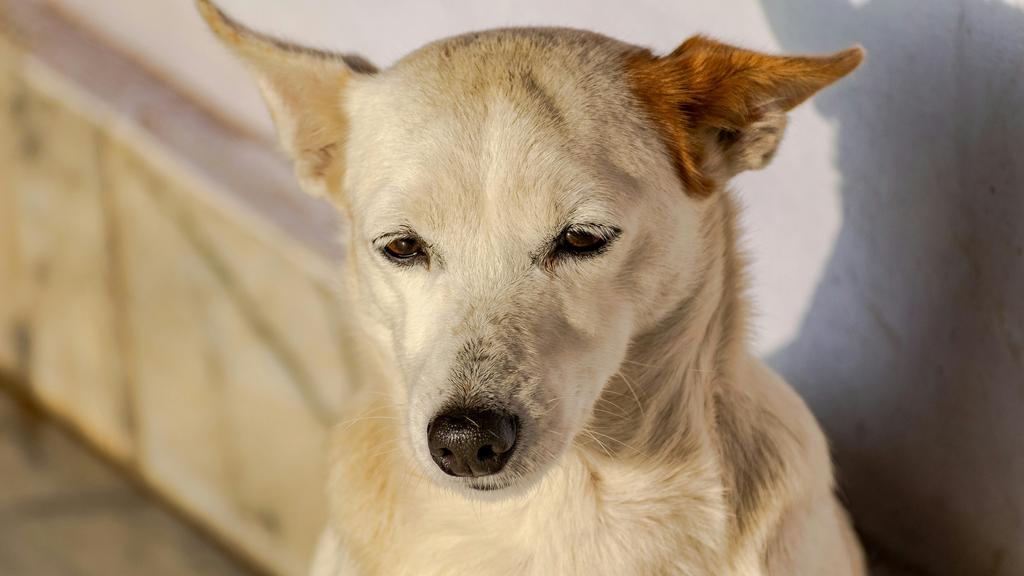 Canaan Dog