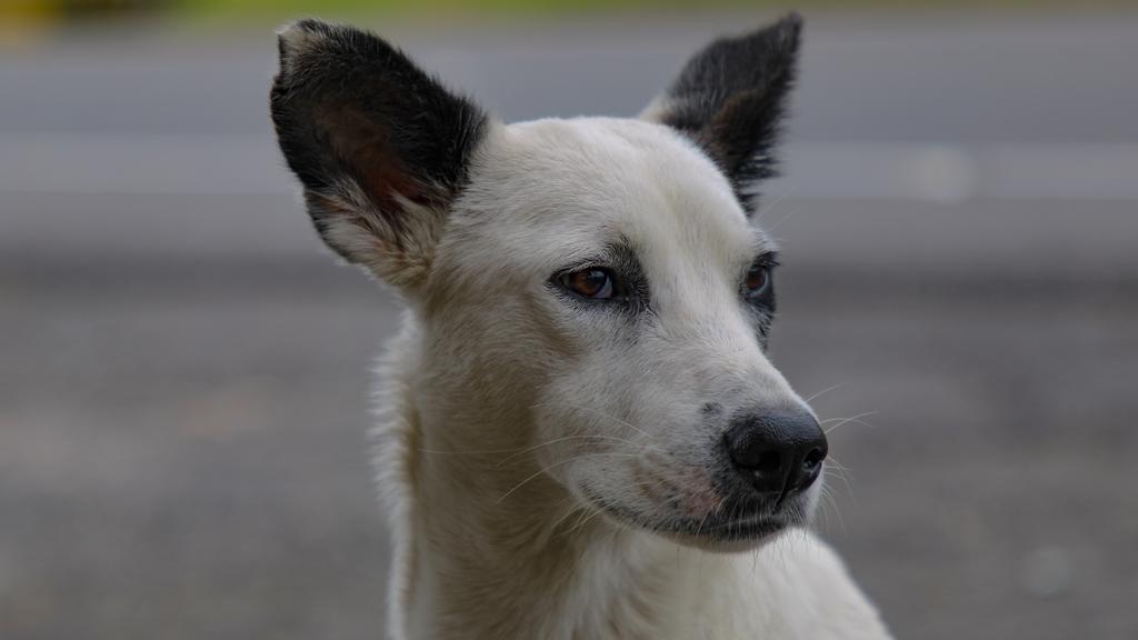 Temperament & Behavior icon