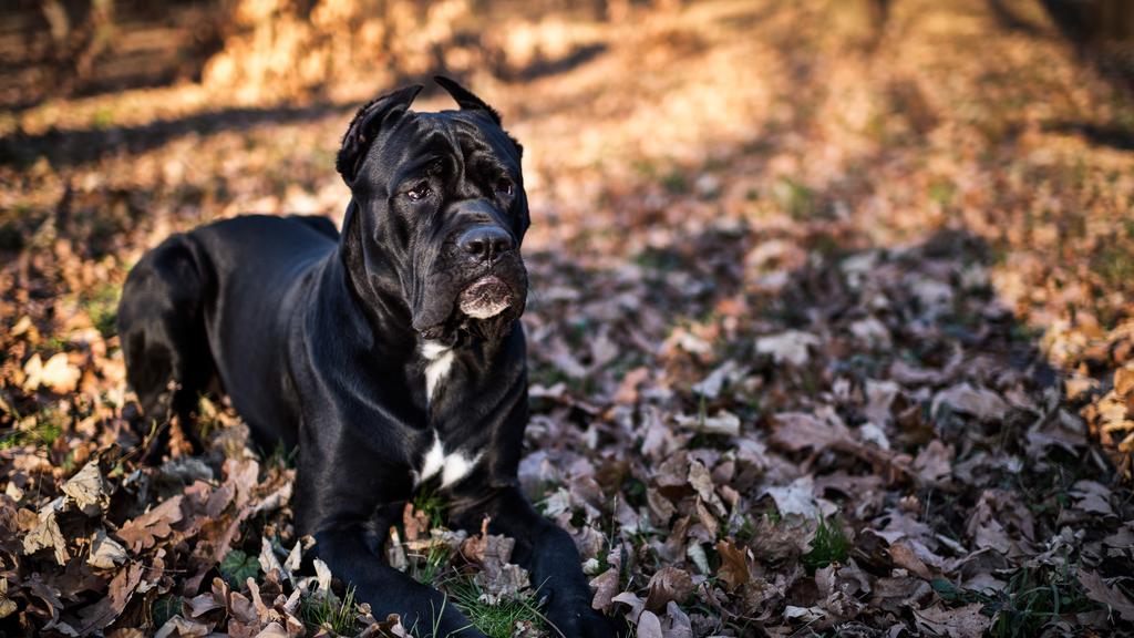 Cane Corso