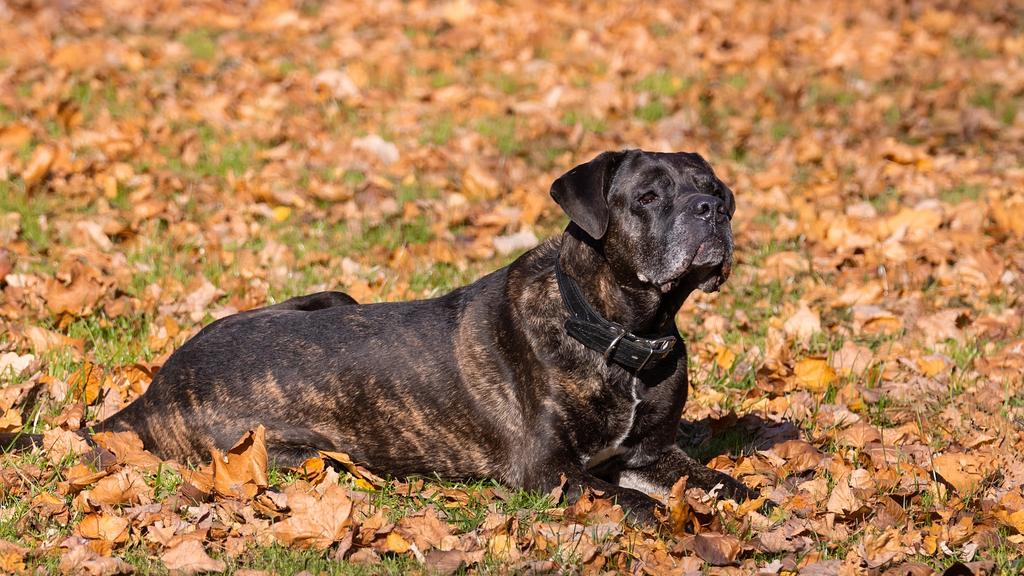 Cane Corso
