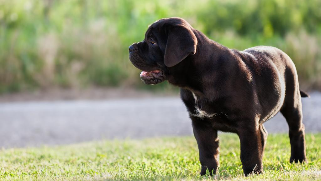 Cane Corso