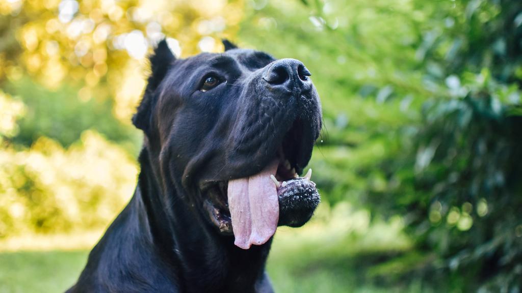 Cane Corso