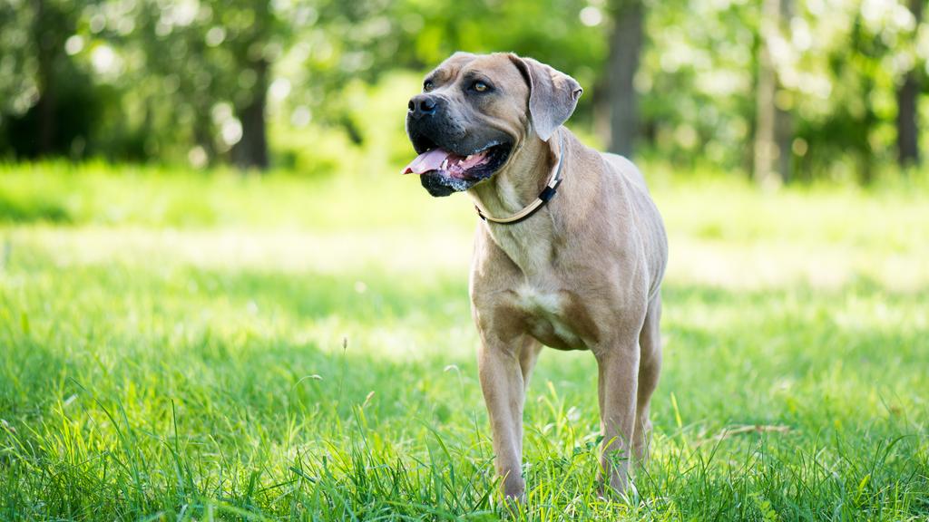 Cane Corso
