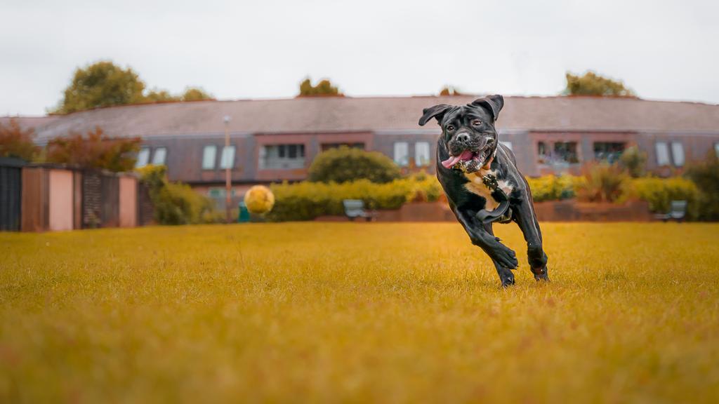 Life Stage Considerations icon