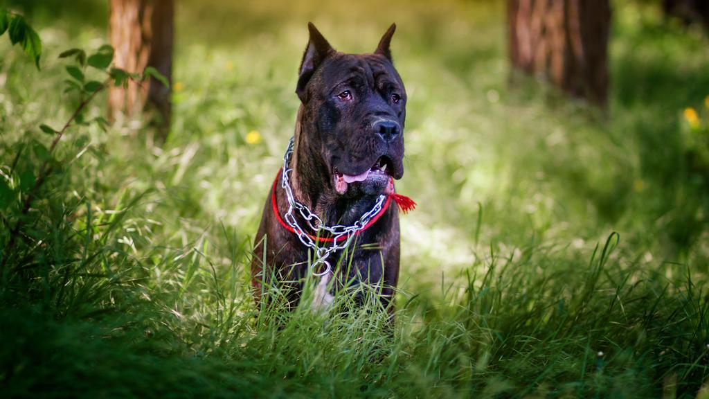 Cane Corso