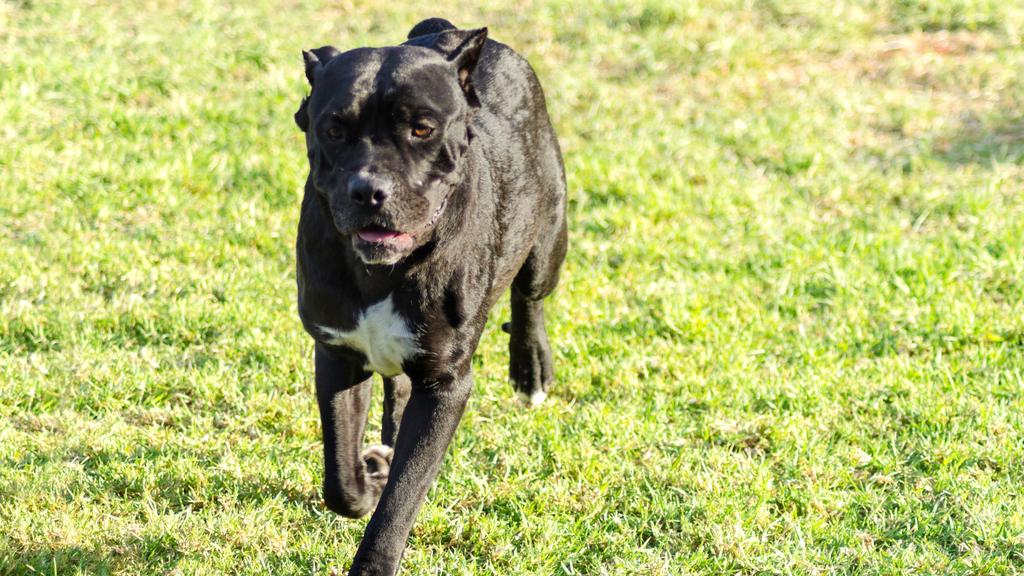 Adoption vs. Breeder Considerations icon