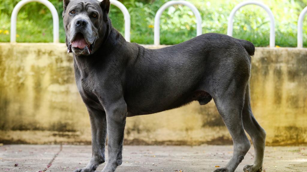 Suitability for First-Time vs. Experienced Owners icon