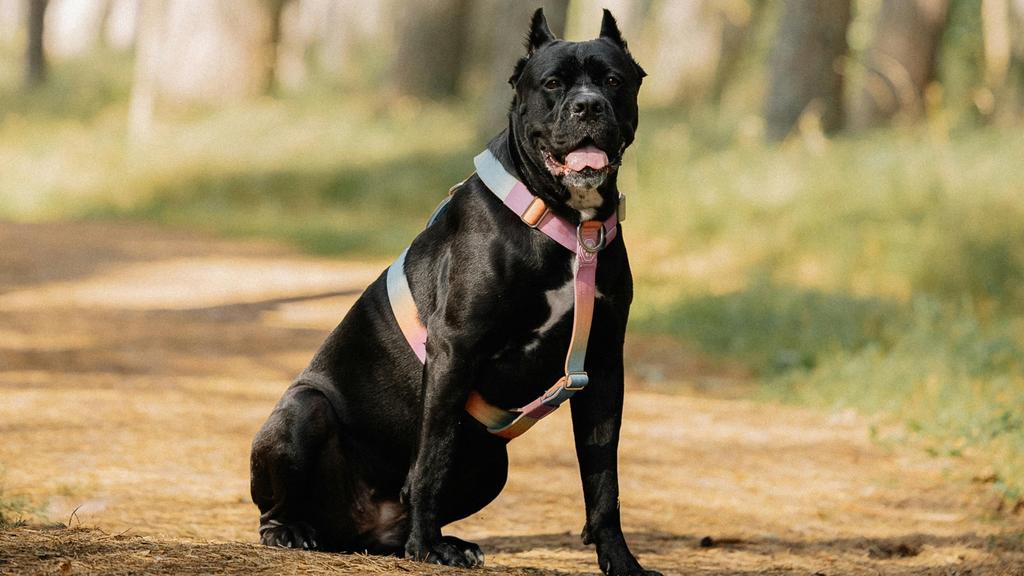 Life Stage Considerations icon