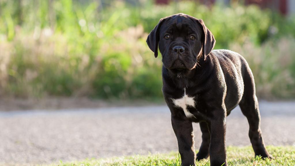 Financial Considerations icon