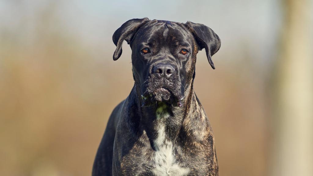 Basic Information icon