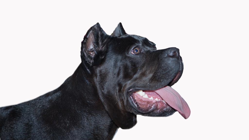 Cane Corso