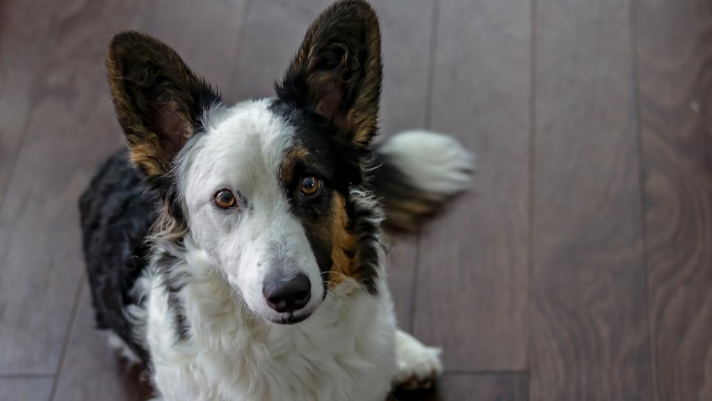 Cardigan Welsh Corgi