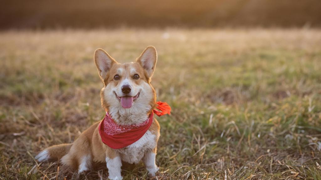 Temperament & Behavior icon